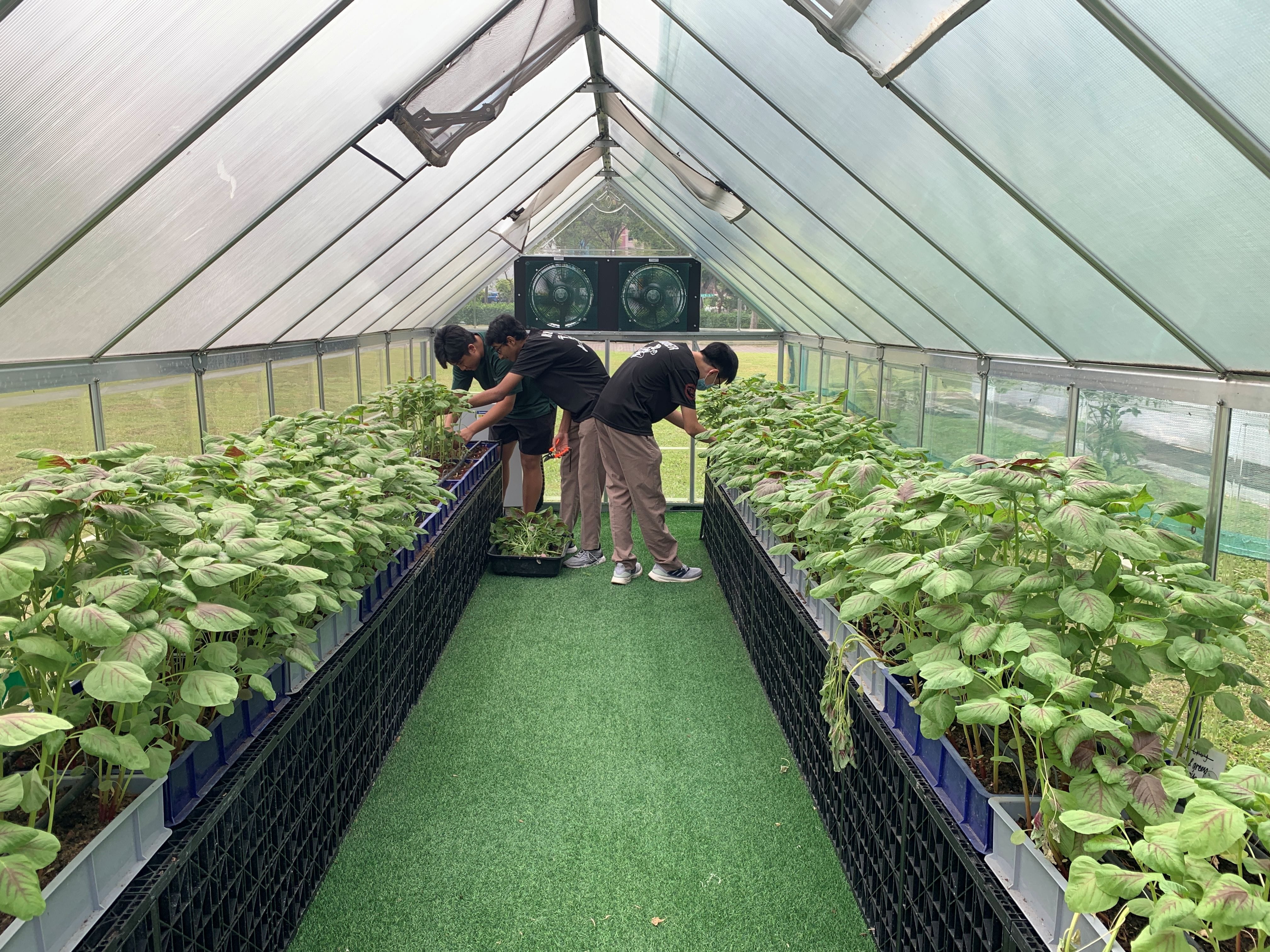 Three students tend to rows of leafy green plants inside a polycarbonate greenhouse. The greenhouse has two long growing benches on either side of a central green turf walkway, with a ventilation fan mounted at the far end.